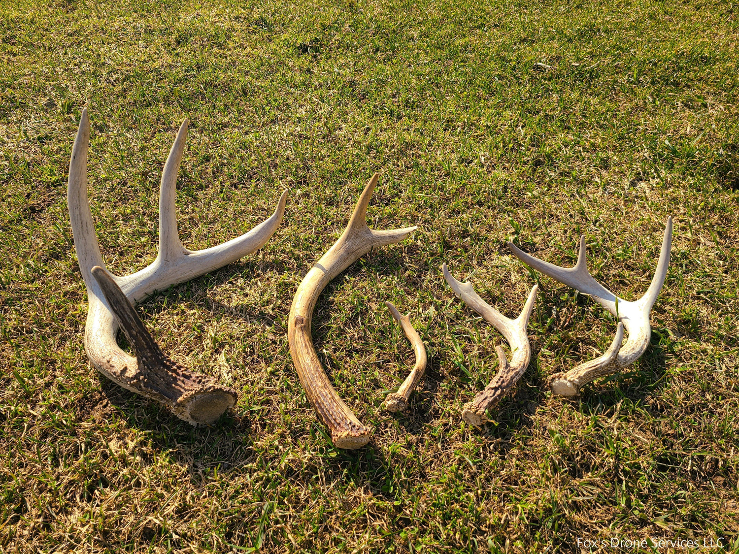 Shed Antlers - What are they?
