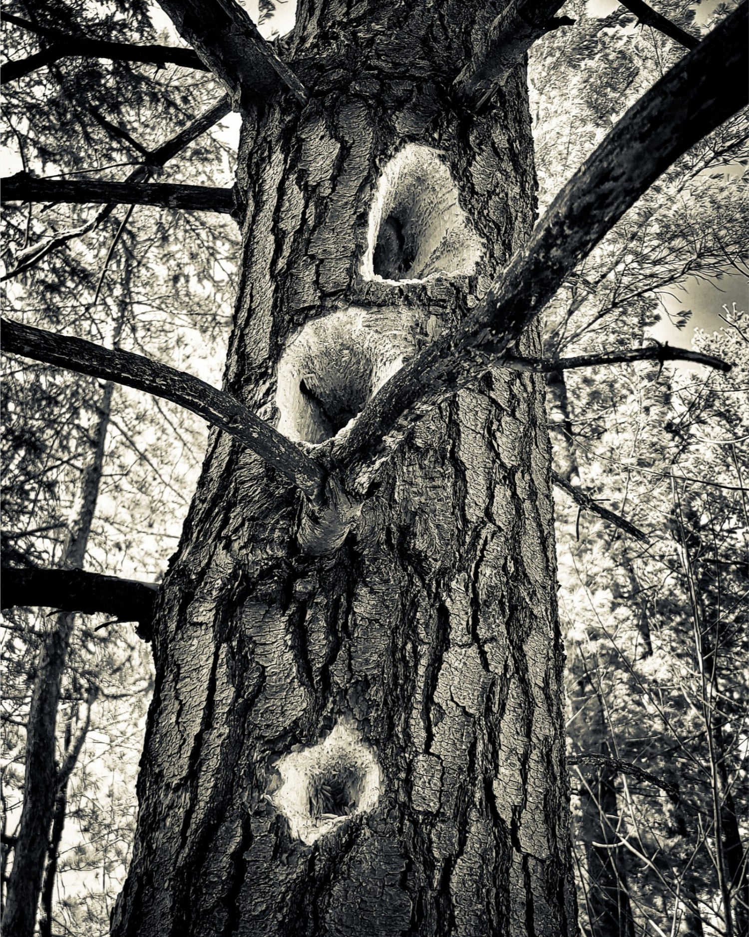 Woodpecker Three (Black & White)