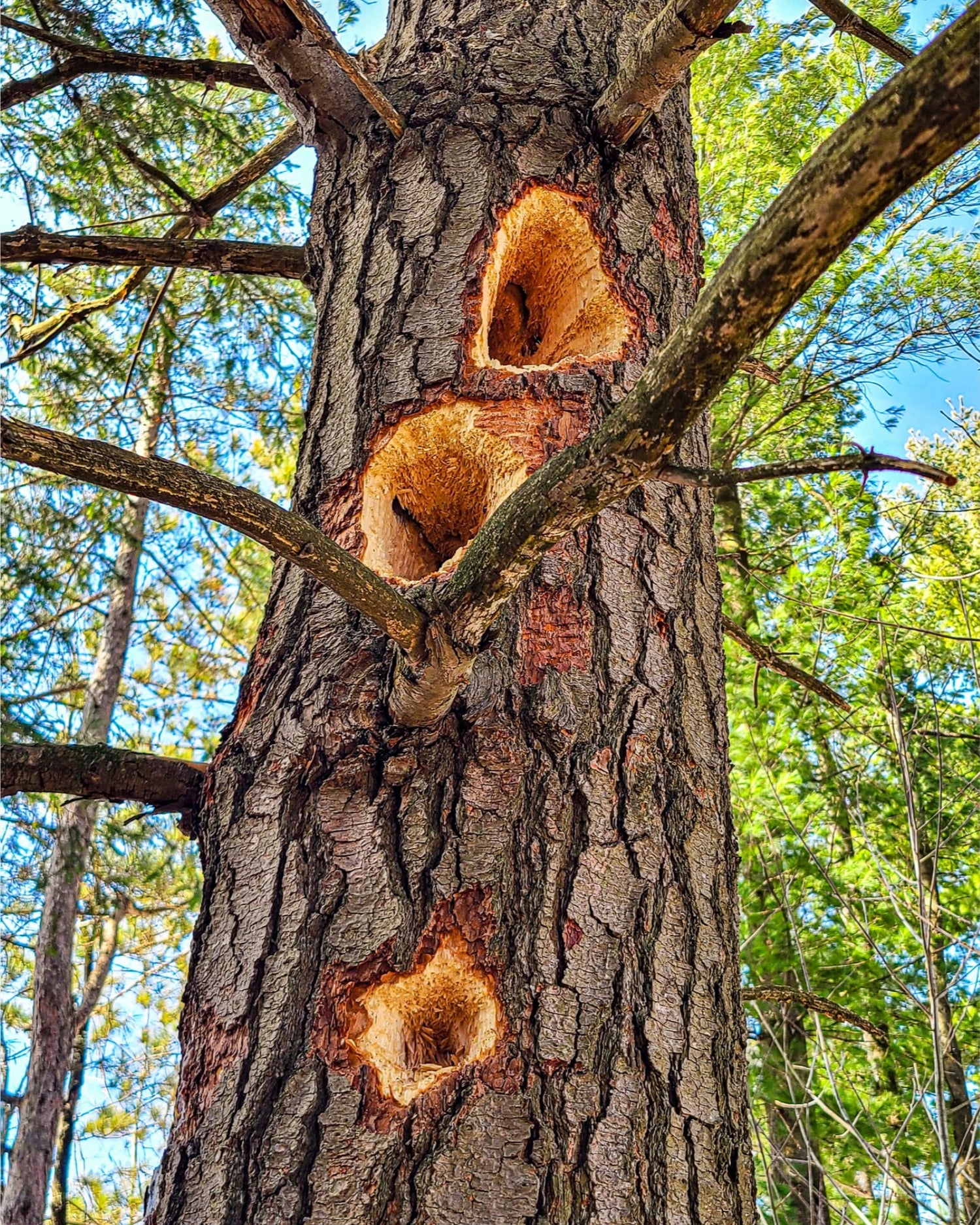 Woodpecker Three