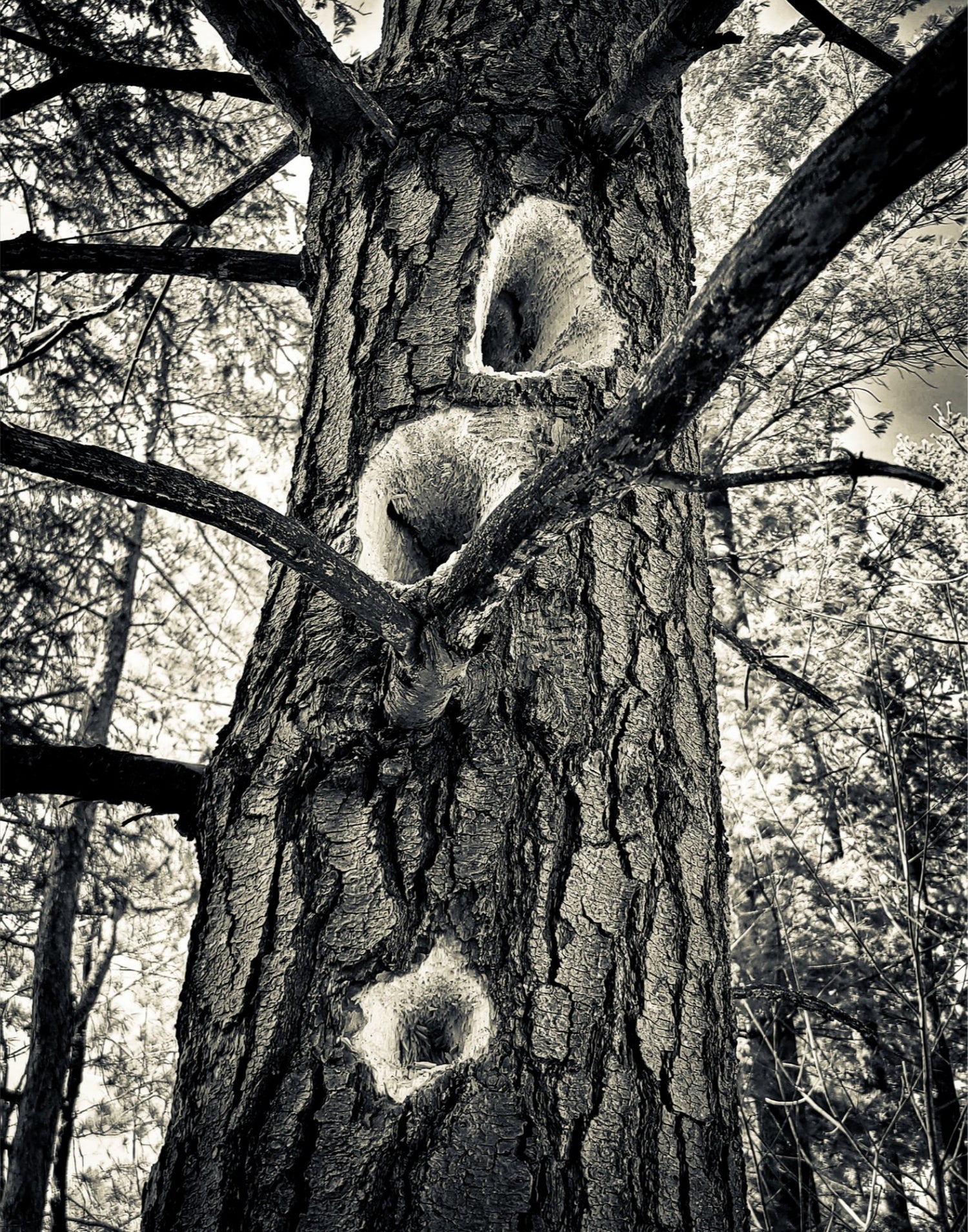 Woodpecker Three (Black & White)