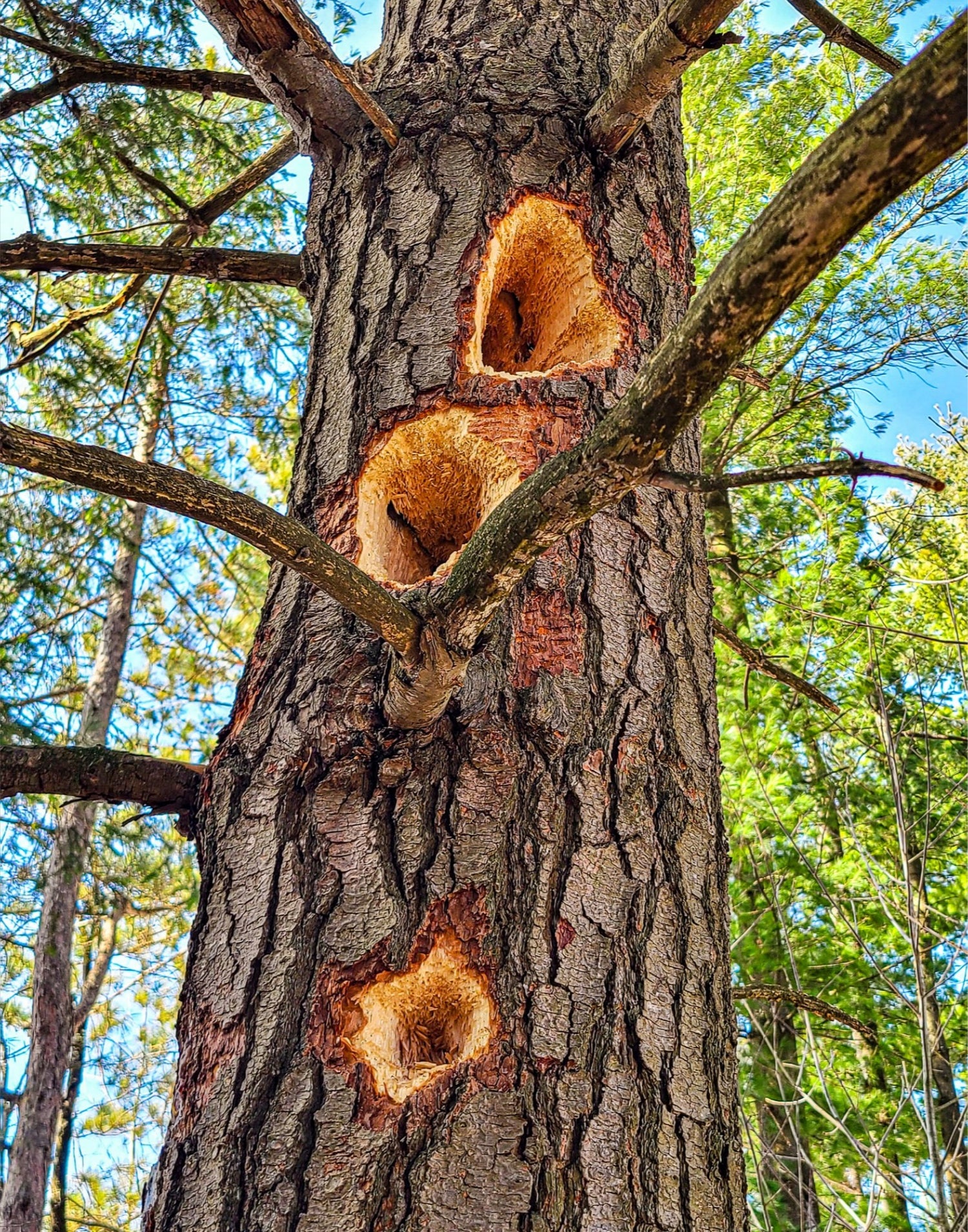 Woodpecker Three