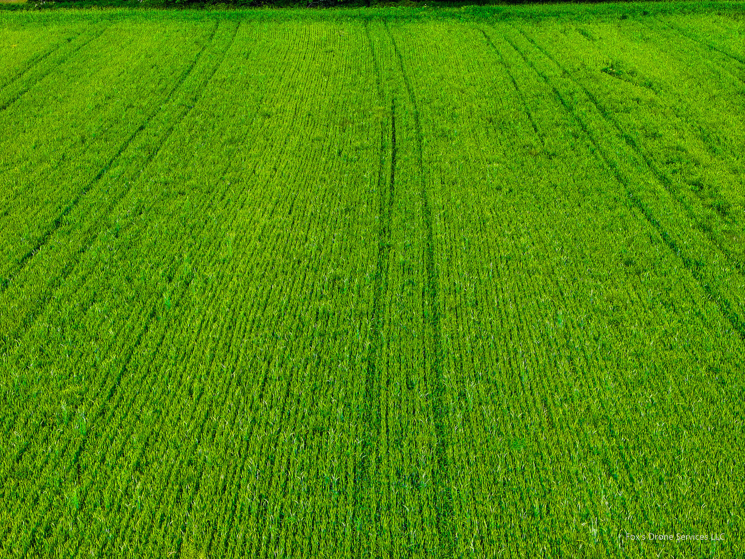 Crop Imaging / Scouting